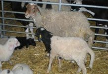 FILIERE VIANDES ROUGES